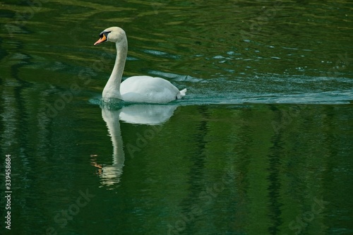 schwimmender Schwan photo