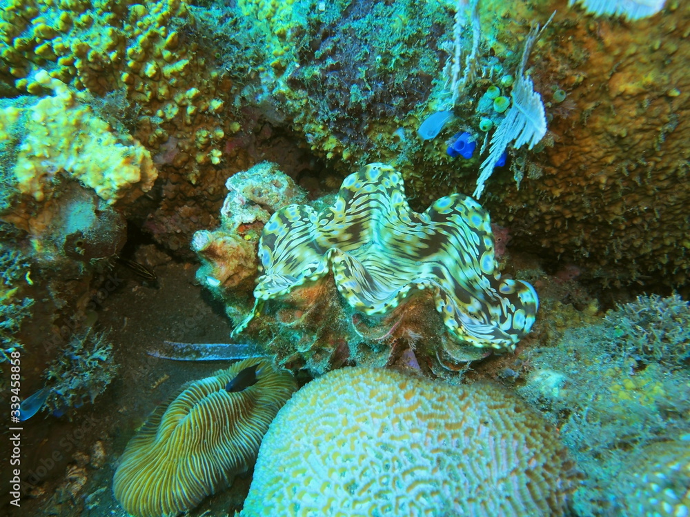 The amazing and mysterious underwater world of Indonesia, North Sulawesi, Manado, clam The amazing and mysterious underwater world of Indonesia, North Sulawesi, Manado, clam