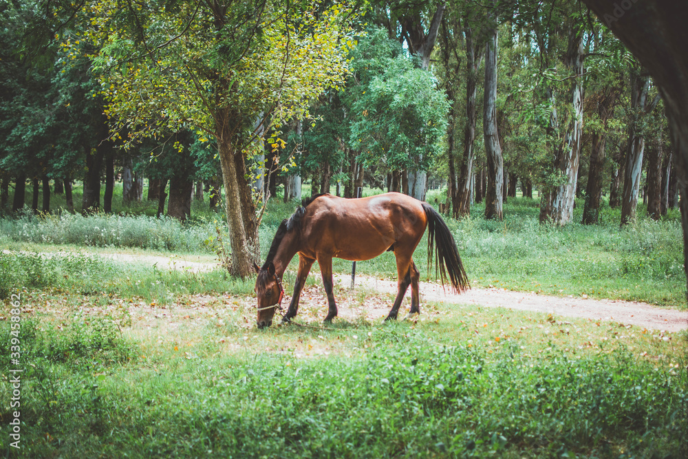 Naklejka premium The Horse