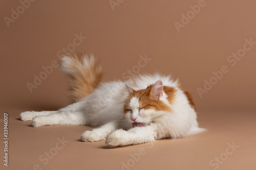 Fotografia Turkish van cat isolated on a brown background cleaning and licking himself