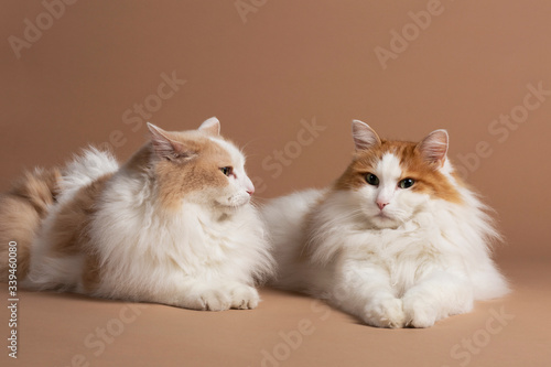 Obraz na plátne Two white and brown colored Turkish van cats laying in front of a brown beige background, one looking into the camera and the other looking to the right horizontal studio