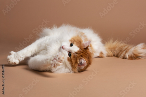 Cuadro en lienzo A cute beautiful white and brown colored turkish van cat with green eyes laying