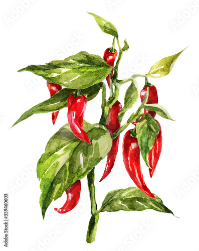 Red hot chilli peppers set. Hand drawing watercolor. Can be used for postcards, stickers, encyclopedias, menus, ingredients of dishes.