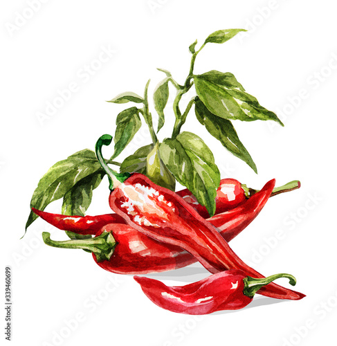 Red hot chilli peppers set. Hand drawing watercolor. Can be used for postcards, stickers, encyclopedias, menus, ingredients of dishes.