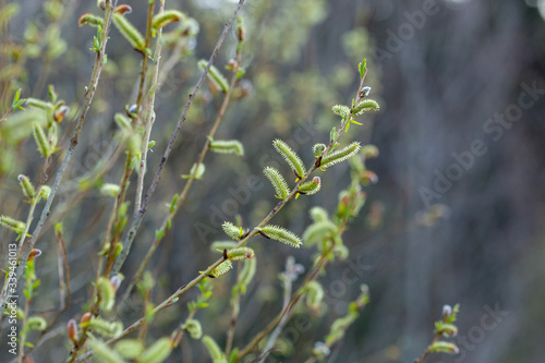 Salix purpurea (purple willow, purpleosier willow, or purple osier) is a species of willow native to most of Europe. Purple willow catkin, Salix purpurea