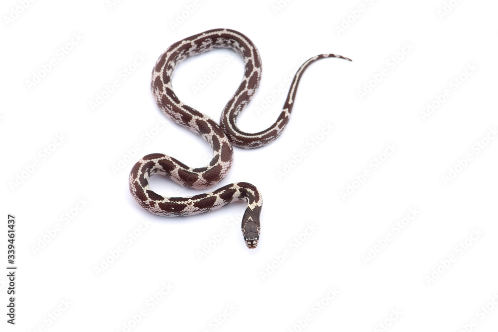 Fototapeta premium Colorful King snake isolated on white background