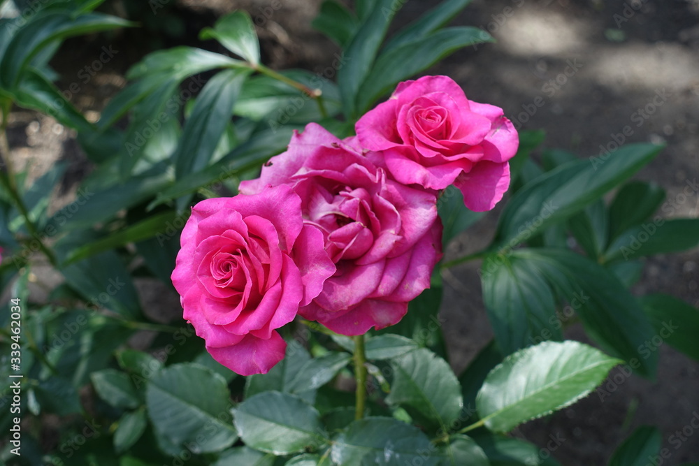 3 bright magenta colored flowers of roses in June 3 bright magenta colored flowers of roses in June