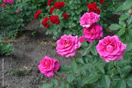 5 magenta colored flowers of rose in the garden in June