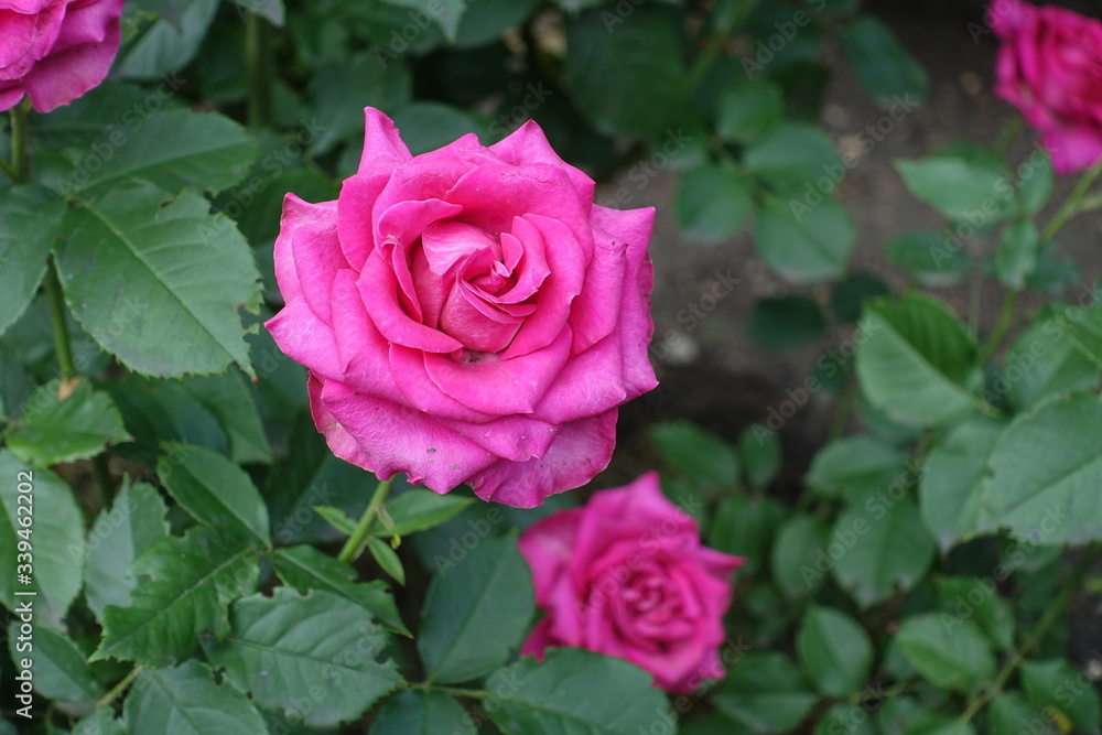 Bright magenta colored flowers of rose in June Bright magenta colored flowers of rose in June