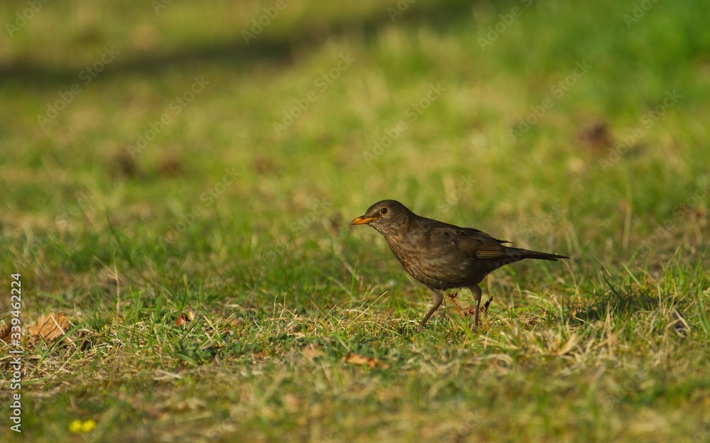 Fototapeta premium Eine weibliche Amsel sitzt im Frühling am Abend bei Sonnenschein auf einer grünen Wiese, turdus merula