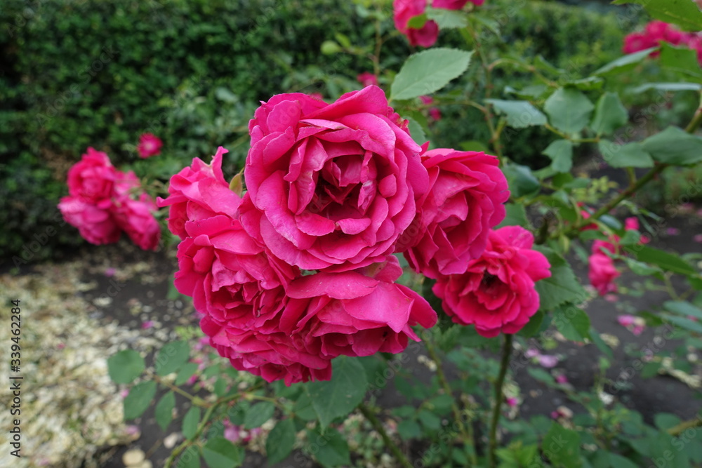 Bunch of magenta colored flowers of roses in June Bunch of magenta colored flowers of roses in June