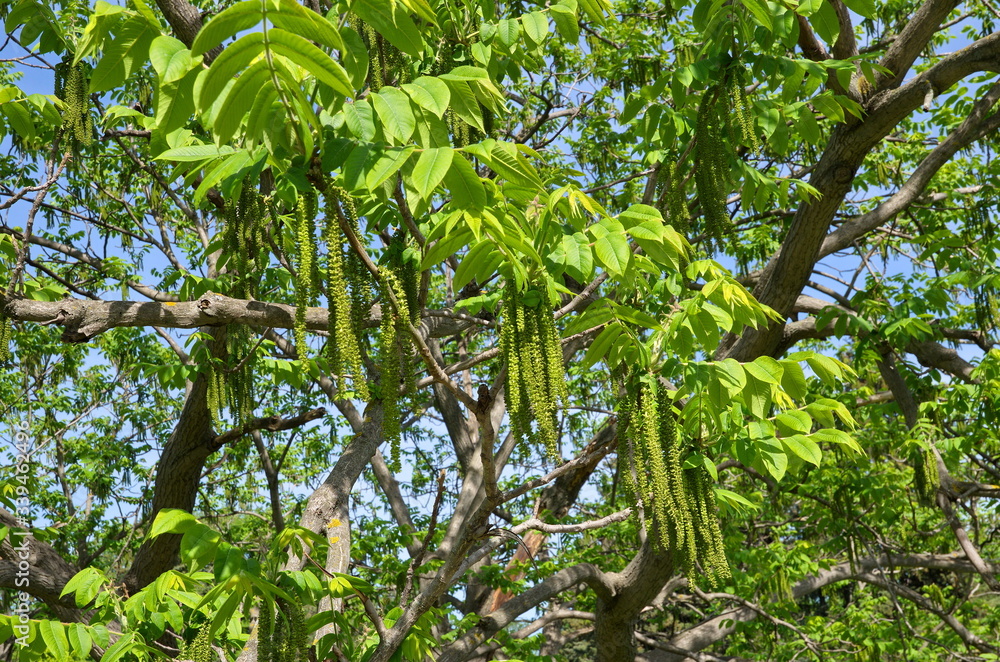 Manchurian walnut (Latin: Juglans mandshurica) in the spring Park Manchurian walnut (Latin: Juglans mandshurica) in the spring Park