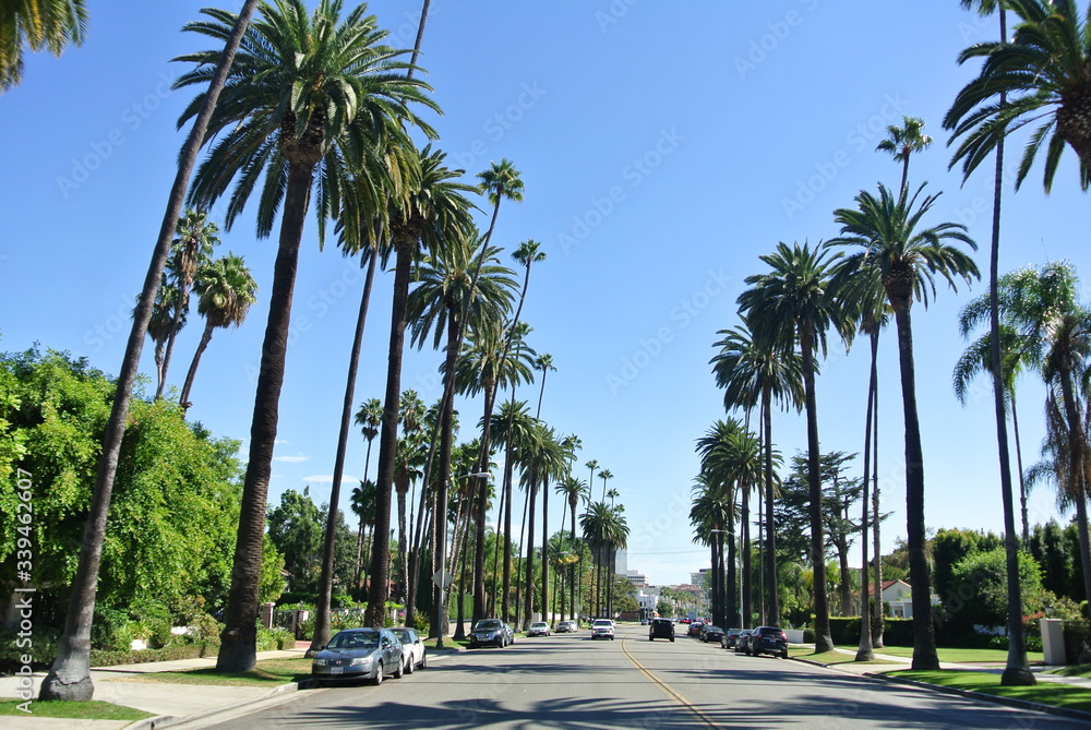 LA palms street