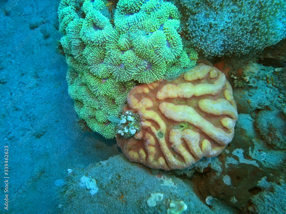 The amazing and mysterious underwater world of Indonesia, North Sulawesi, Manado, stone coral The amazing and mysterious underwater world of Indonesia, North Sulawesi, Manado, stone coral