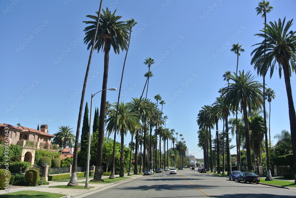 LA palms street