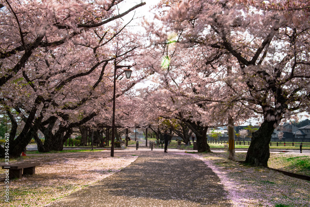大貞総合運動公園の桜