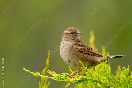 sparrow on a brance
