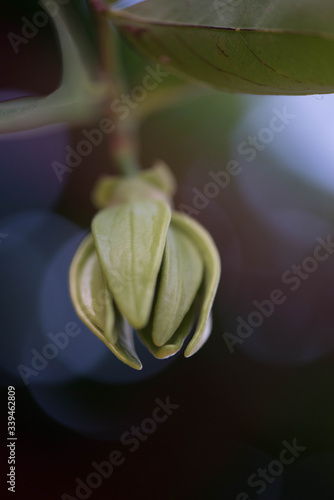 Ylang Flowers Artabotrys Siamensis, Thai Flower (Gadung Nga) photo