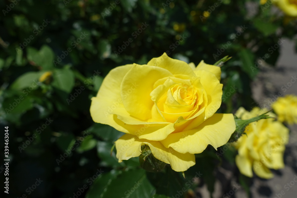 Bright yellow flowers of rose in the garden in May Bright yellow flowers of rose in the garden in May