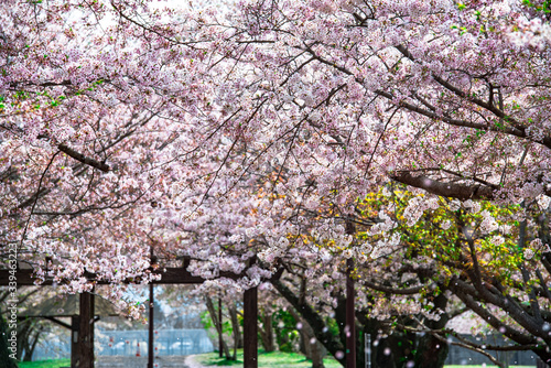 Wallpaper Mural 大貞総合運動公園の桜 Torontodigital.ca
