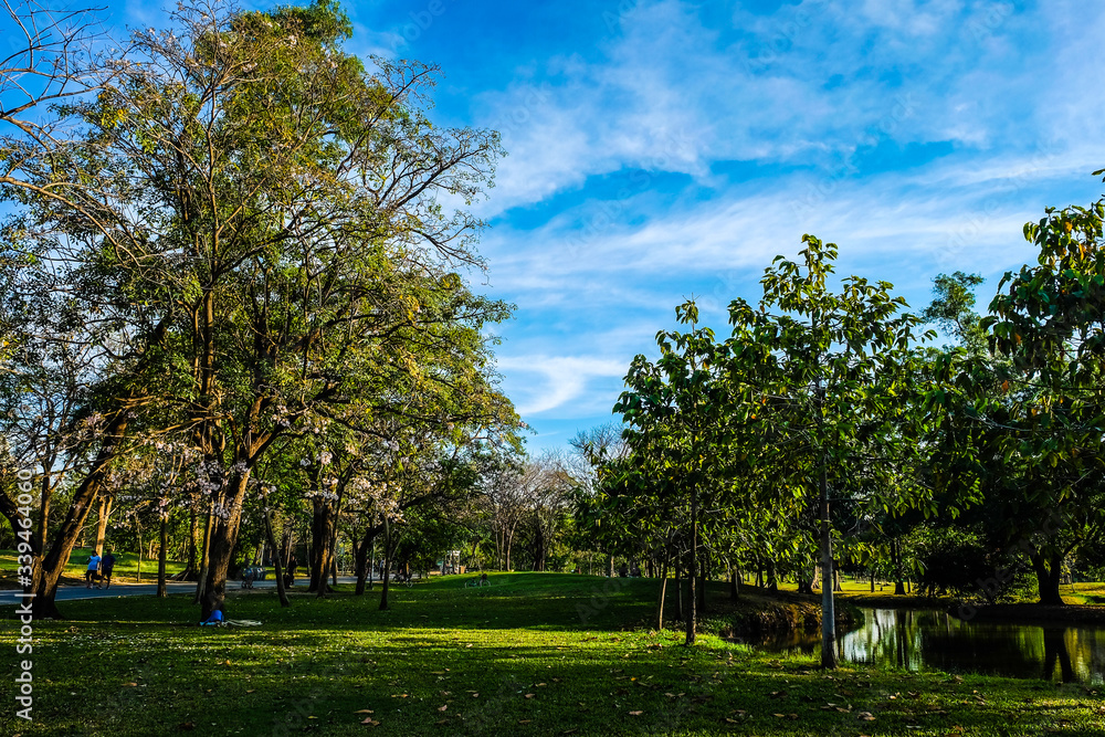 Green tree city prak meadow against blue sky