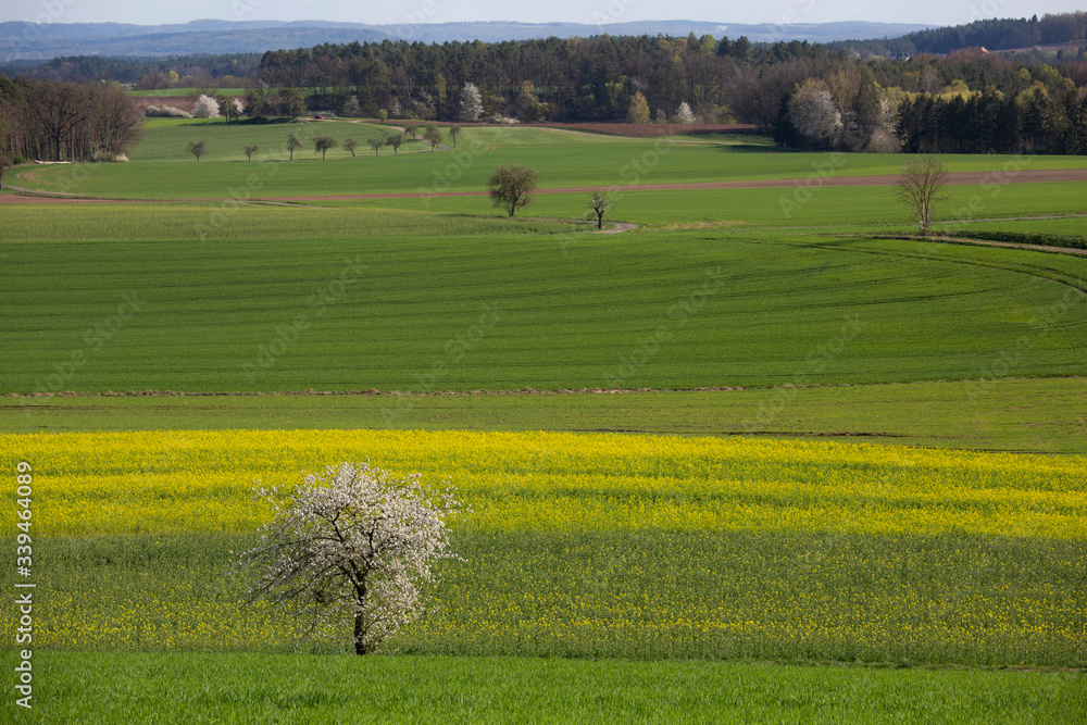 Beautiful Bavarian weather as the yellow rape begins to add colour to the countryside.