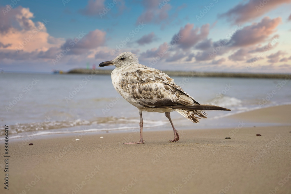 Seagull standing on the beach in Kołobrzeg. Seagull standing on the beach in Kołobrzeg.