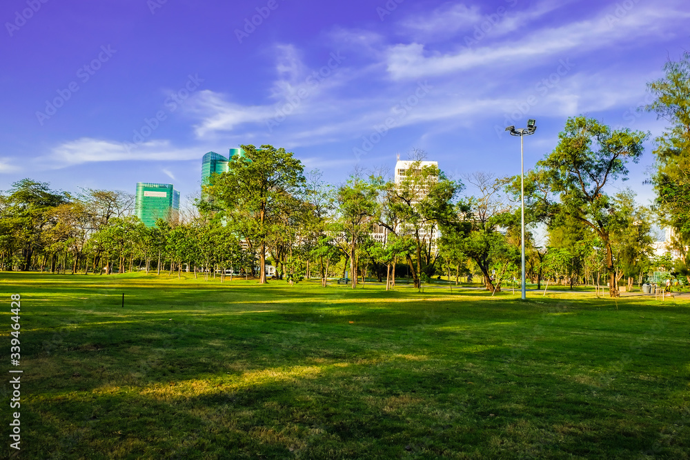 Green tree city prak meadow against blue sky