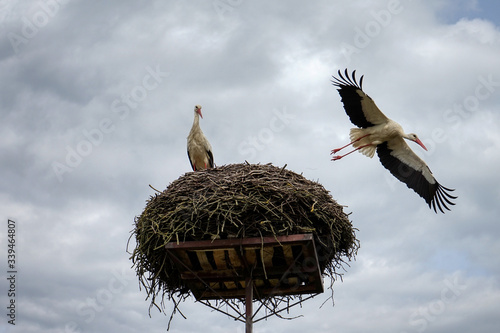 Stork nest in the town of Goniądz, Poland photo