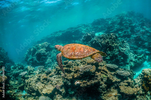 Green turtle swimming in the wild among coral reef