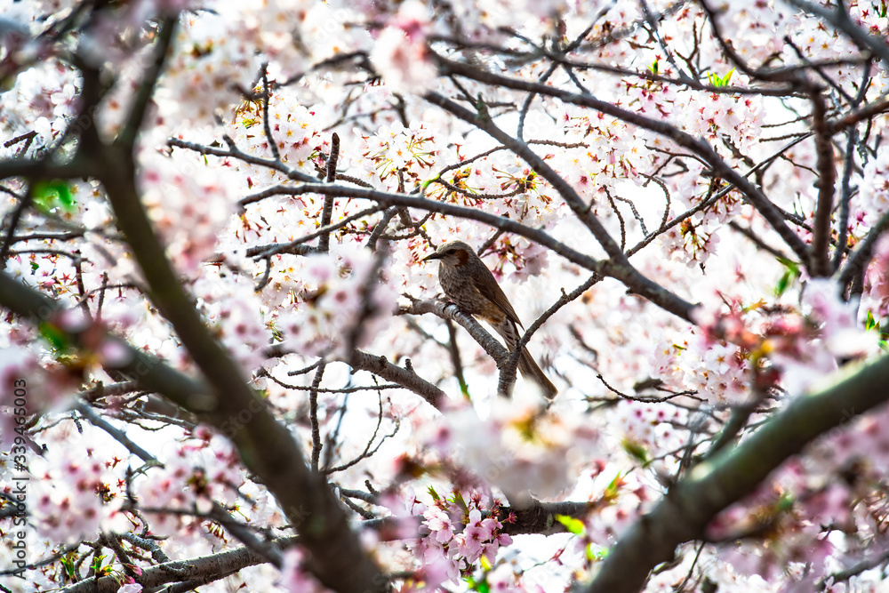 二の丸公園の桜