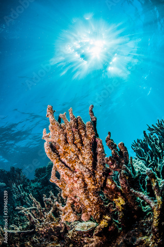 Colorful coral reef formations in clear blue ocean © Aaron