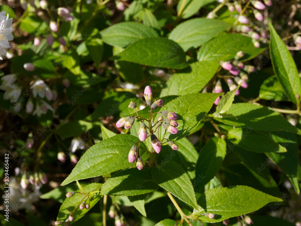 Deutzie grêle (Deutzia gracilis) aux feuillage vert franc, ovale et finement denté entre des grappes de fleurs retombantes blanche et boutons floraux rose Deutzie grêle (Deutzia gracilis) aux feuillage vert franc, ovale et finement denté entre des grappes de fleurs retombantes blanche et boutons floraux rose