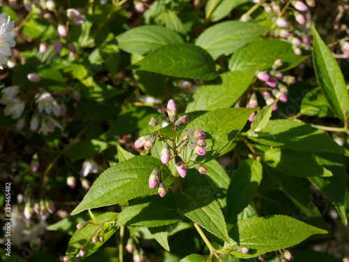 Deutzie grêle (Deutzia gracilis) aux feuillage vert franc, ovale et finement denté entre des grappes de fleurs retombantes blanche et boutons floraux rose