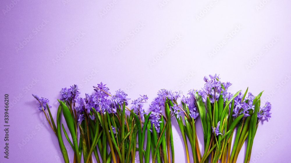 Obraz premium Overhead view of spring flowers on .purple background