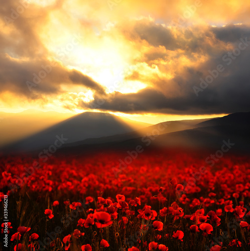 Field with red poppies flowers at sunset on the background of a mountain peak.