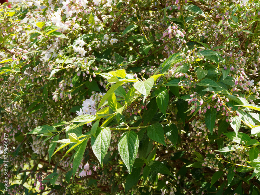 Gros plan sur feuillage vert, finement denté et pointu du Deutzie grêle (Deutzia gracilis)
Gros plan sur feuillage vert, finement denté et pointu du Deutzie grêle (Deutzia gracilis)