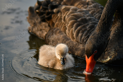 Black swan and cygnet, ugly duckling © mustbeyou