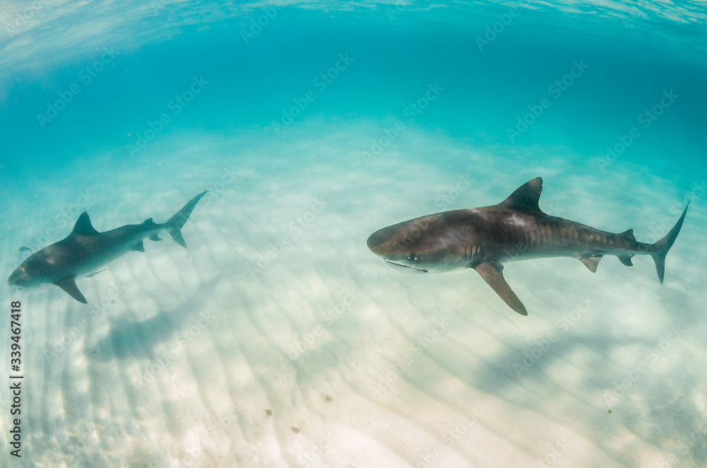 Fototapeta premium Tiger shark swimming over sandy sea bed