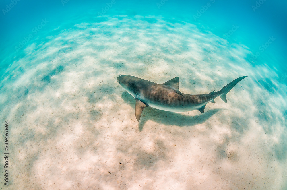 Fototapeta premium Tiger shark swimming over sandy sea bed