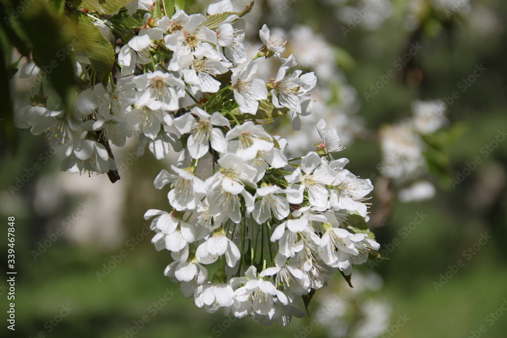 White fresh apple tree bud fertile blossom White fresh apple tree bud fertile blossom