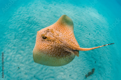 Stingray swimming mid-water in the wild photo