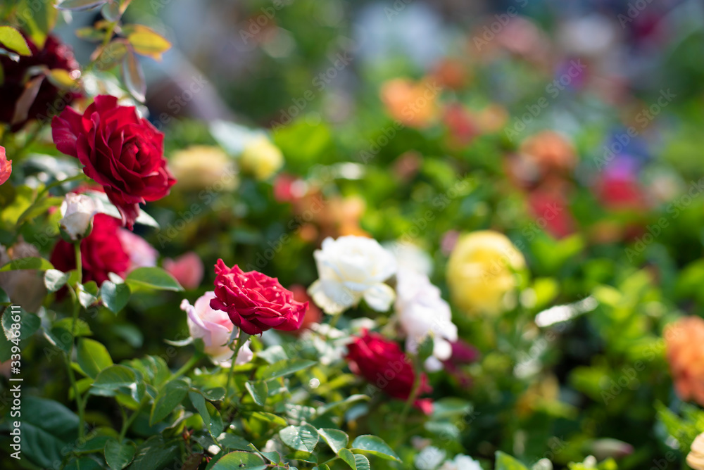 A bunch of vibrant colored flowers displayed in a market.