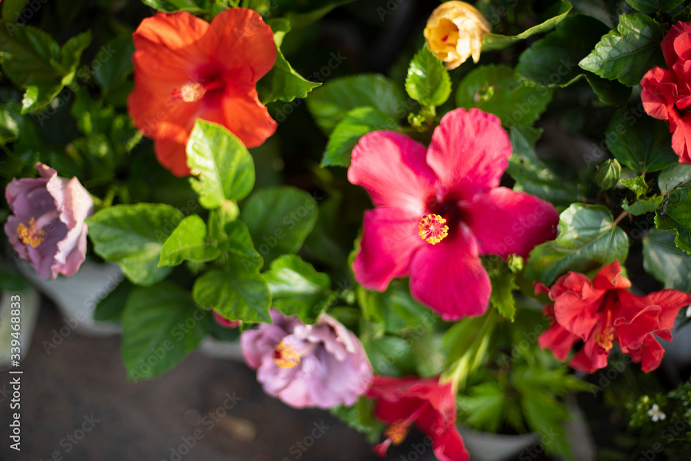 A bunch of vibrant colored flowers displayed in a market. A bunch of vibrant colored flowers displayed in a market.