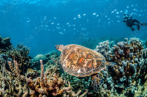 Green turtle swimming in the wild among colorful hard corals