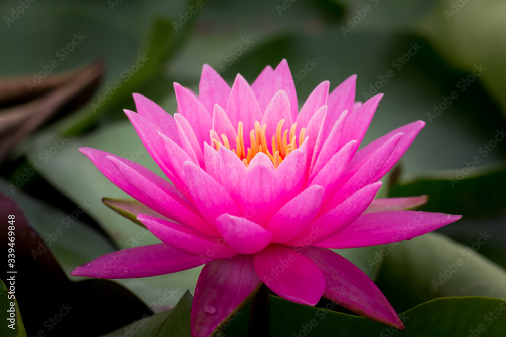 Blooming Lotus flower or Water Lily on the pond. With sunset time. Blooming Lotus flower or Water Lily on the pond. With sunset time.