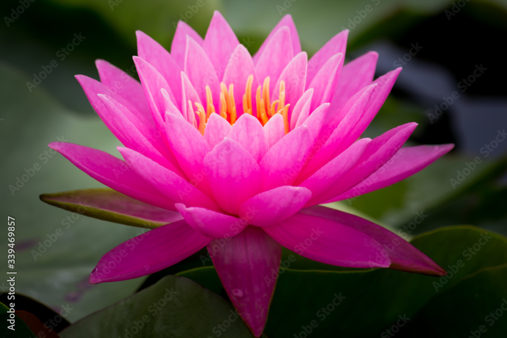 Blooming Lotus flower or Water Lily on the pond. With sunset time.	