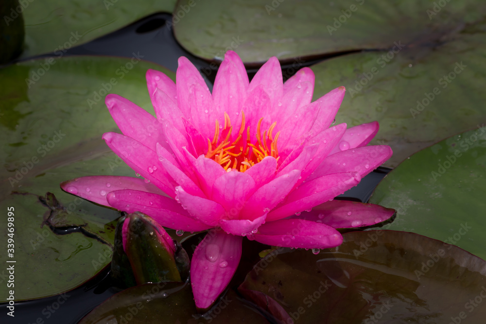 Blooming Lotus flower or Water Lily on the pond. With sunset time.	
