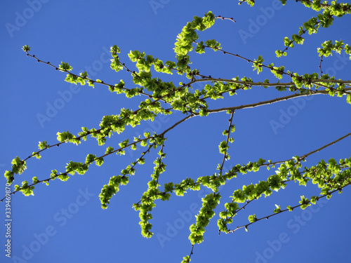 Siberian elm branches against blue sky photo