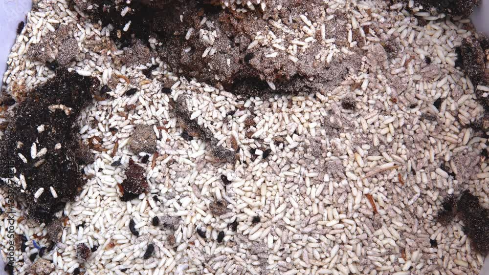 Rotten grain Full of insects and worms, rice seed Rotten grain Full of insects and worms, rice seed